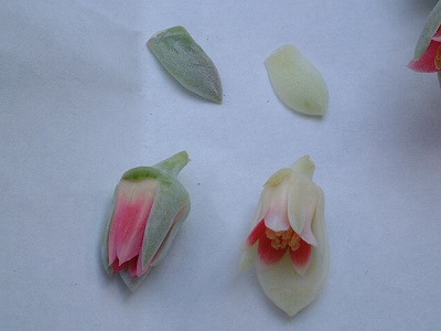 左・月美人　右・オビフォルメ