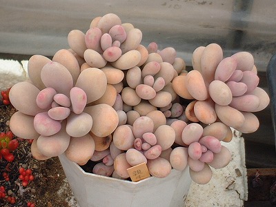 アメチスチヌム（アマゾネス）