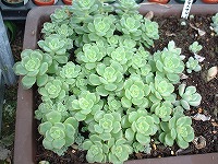 葉挿し2　ほとんど‘ニクサナ’てんこもり