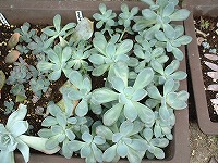 葉挿し3　見返り美人←名前怪しいが一応そんな名前