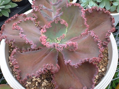 ウエディングドレス