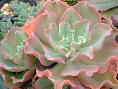 カーリーロック