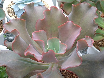 シルバーオンレッド