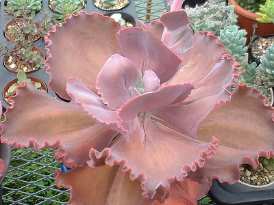 アーリーライト