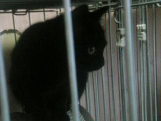 生後半年、黒猫のピンキーちゃん