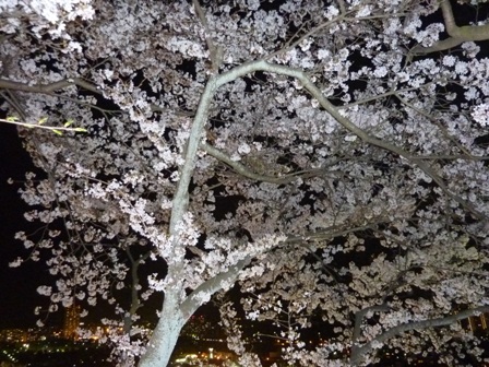 夜桜1000338.JPG