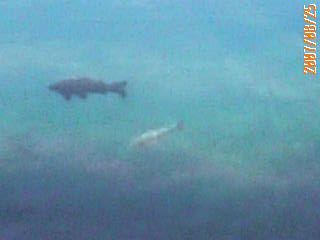 本栖湖のお魚さん♪