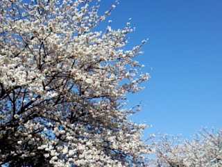 2009sakura1.jpg