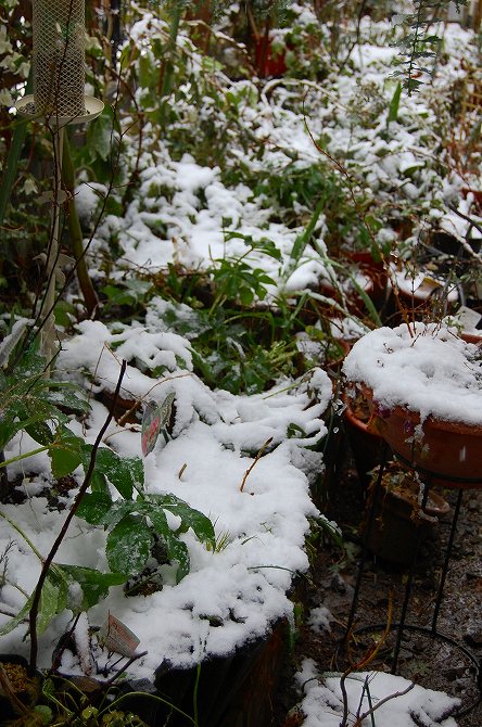 雪の花壇