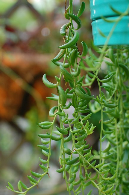 多肉植物