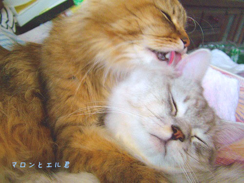 エル君しあわせモード中