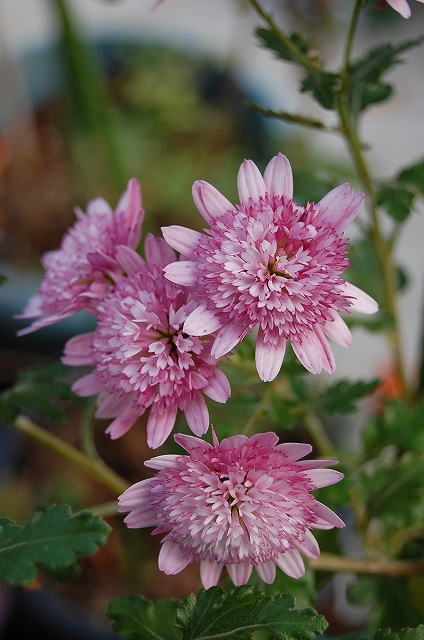 ピンクの菊の花