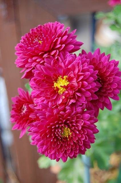 遅く咲いた菊の花