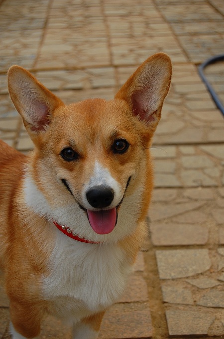 コーギー犬のももちゃん