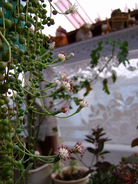 グリーンネックレスの花