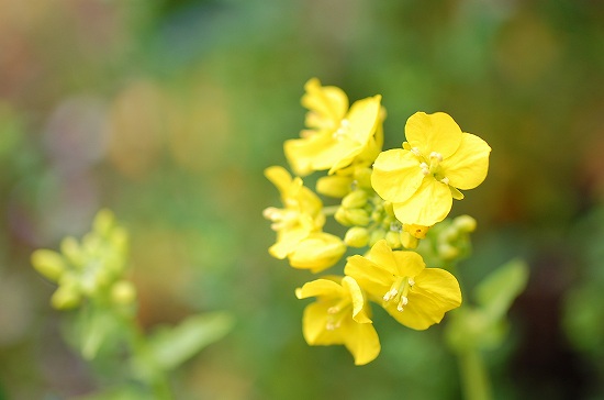 菜の花