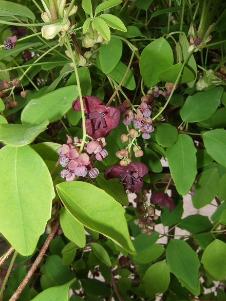 ミツバアケビの花