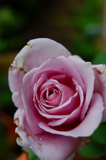 薔薇　ブルームーン