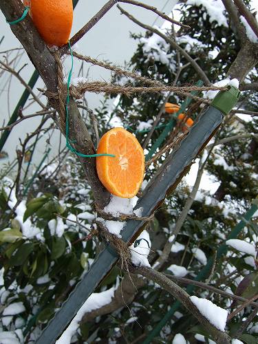 鳥たちにあげるミカン