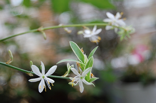 オリズルランの花