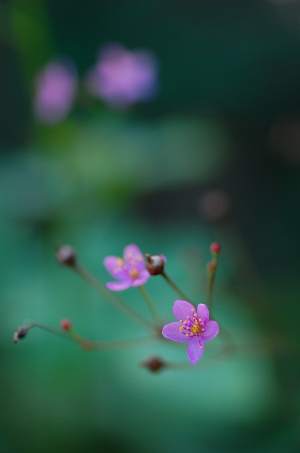 三時草