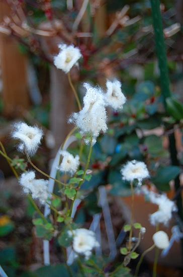 秋明菊の種