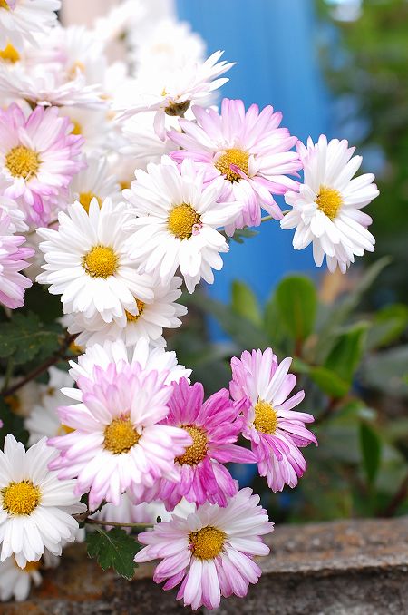 白い菊の花