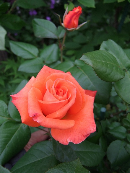 オレンジカラーの薔薇