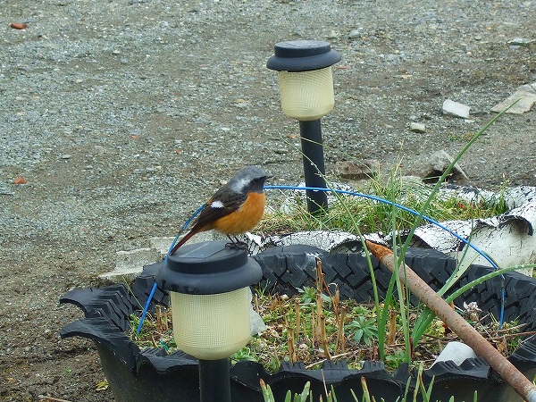 かわいい野鳥