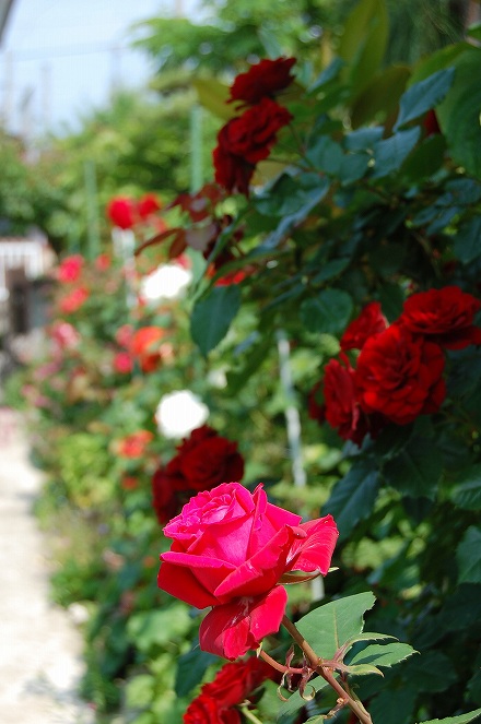 母の庭の薔薇