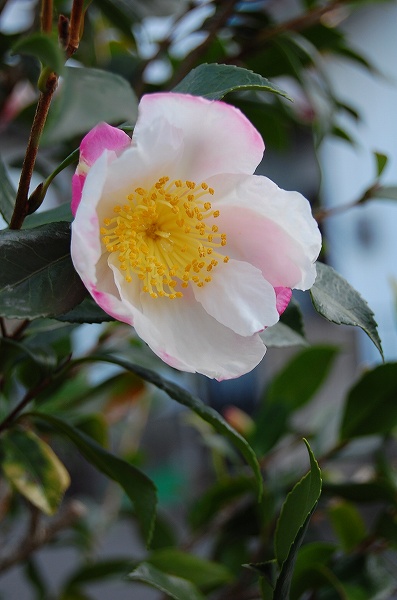 サザンカの花