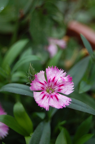 ナデシコの花