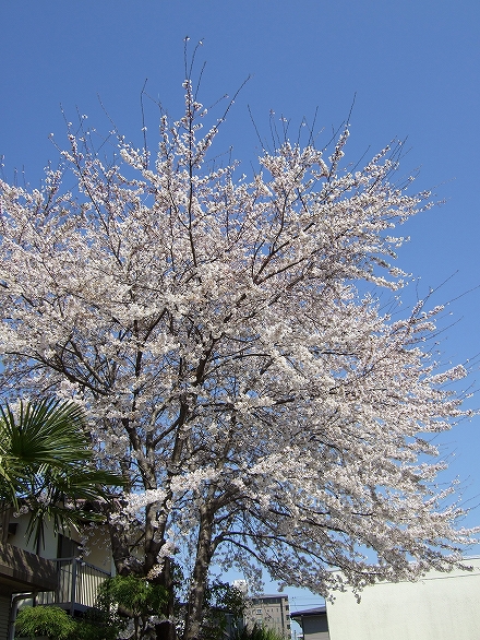 桜