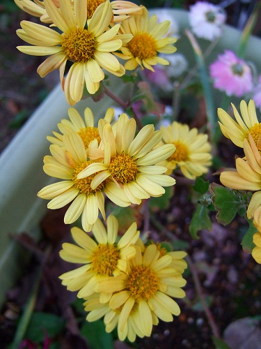 挿し木の菊の花