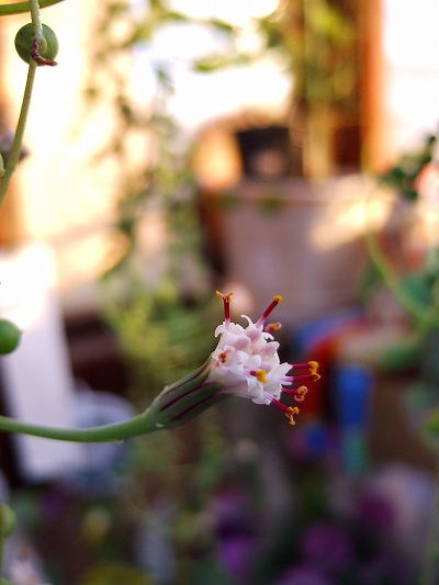 グリーンネックレスの花