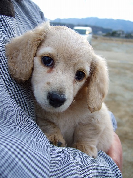 子犬のマリアン