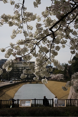 316桜の隙間からお堀.jpg