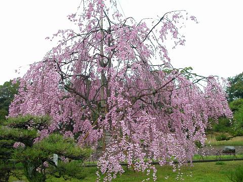 明石公園の桜３