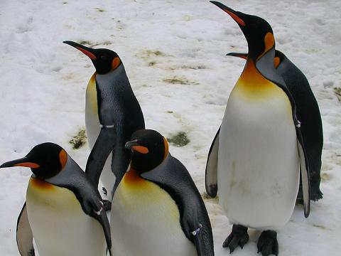 海遊館ペンギン