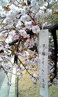 造幣局　桜の通り抜け　俳句