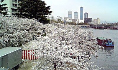造幣局　桜の通り抜け　天満橋から
