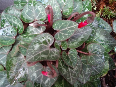 ガーデンシクラメンのつぼみ