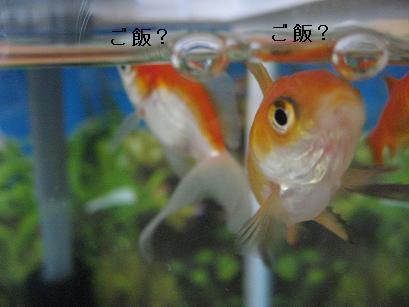 ご飯？090910.jpg
