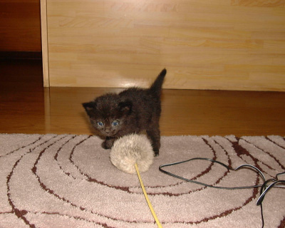 捨て猫d