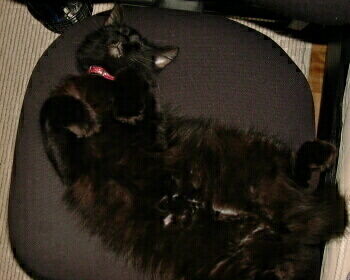 黒猫