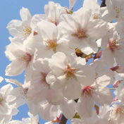 2009桜2