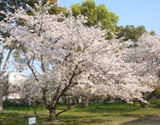 2009桜3