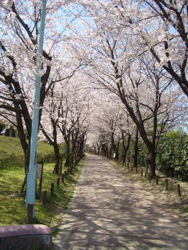 桜道