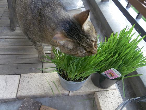 じゅにあと猫草