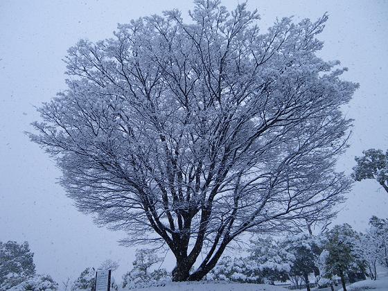 雪